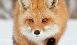 狐狸在线手机观看,手机端畅享精彩影视时光